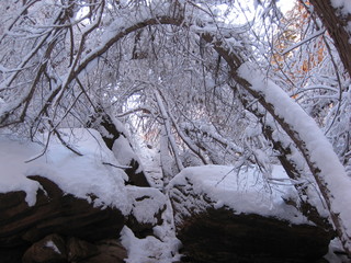 80 6qh. beth's Sunday zion-trip pictures - Zion National Park - Emerald Ponds hike