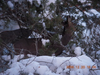 105 6ql. Zion National Park - Angels Landing hike - mule deer