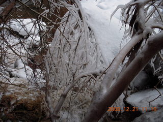 157 6qm. Zion National Park - Emerald Pools hike - icy trees