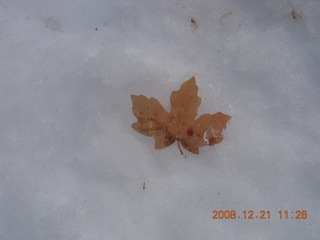 176 6qm. Zion National Park - Emerald Pools hike - leaf