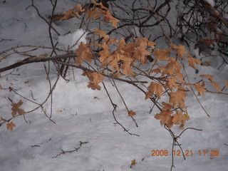 177 6qm. Zion National Park - Emerald Pools hike - tree with leaves