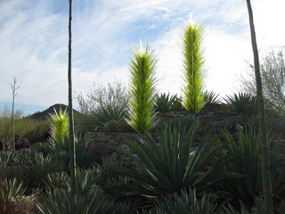 beth's Dale Chihuly pictures -