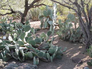 beth's Dale Chihuly pictures -