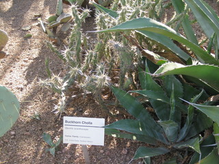 beth's Dale Chihuly pictures -