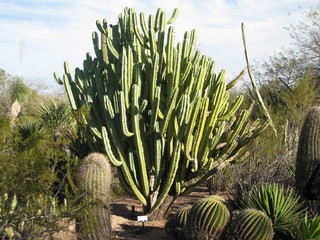 beth's Dale Chihuly pictures -