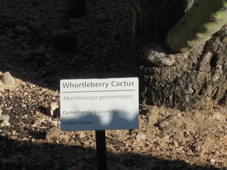 beth's Dale Chihuly pictures -