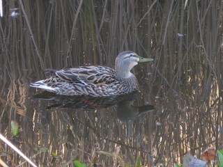 beth's Dale Chihuly pictures -