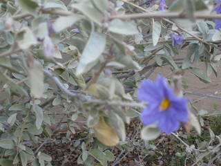 beth's Dale Chihuly pictures -