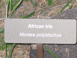 beth's Dale Chihuly pictures -