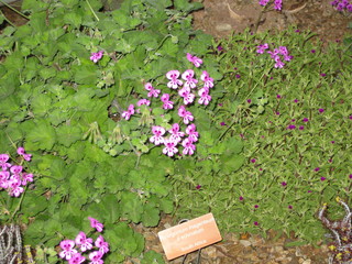 beth's Dale Chihuly pictures -