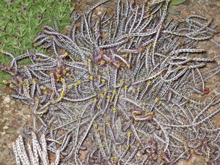 beth's Dale Chihuly pictures -