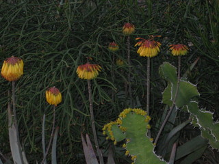 beth's Dale Chihuly pictures -