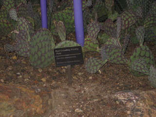 beth's Dale Chihuly pictures - Michael amid plants