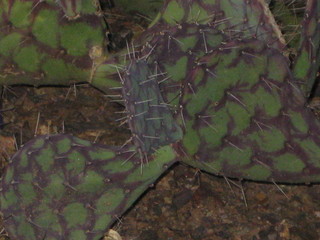 beth's Dale Chihuly pictures -