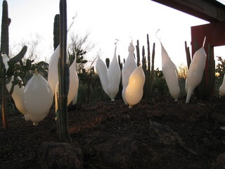 beth's Dale Chihuly pictures -