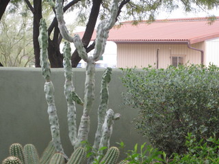 beth's pictures - Cave Creek mine hike