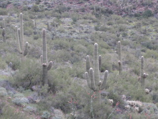 beth's pictures - Cave Creek mine hike