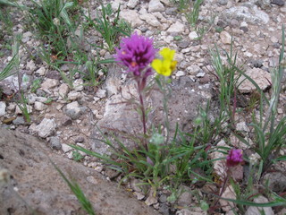 beth's pictures - Cave Creek mine hike - purple and yellow flowers