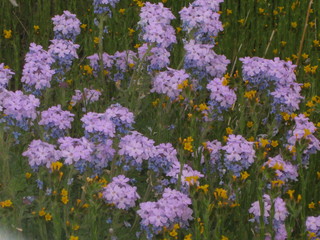beth's pictures - Cave Creek mine hike - purple flowers