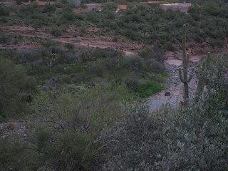 beth's pictures - Cave Creek mine hike - purple and yellow flowers