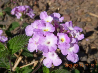 purple flowers at Pima Center