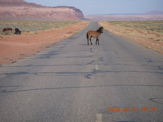 69 6tm. Monument Valley (UT25) run - horses