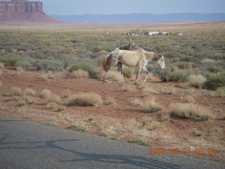 71 6tm. Monument Valley (UT25) run - horses