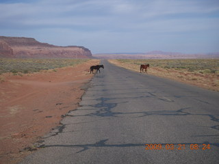 73 6tm. Monument Valley (UT25) run - horses