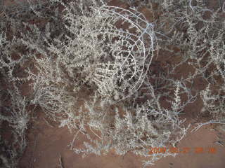 78 6tm. Monument Valley (UT25) run - prickly plants