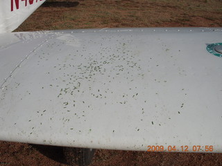 Red Creek airstrip - my grassy wing