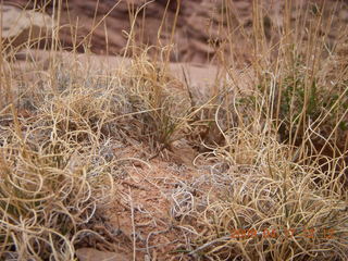 211 6uh. Canyonlands - Lathrop trail hike