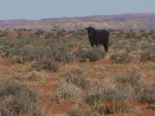 27 6um. Brown's Rim - cow