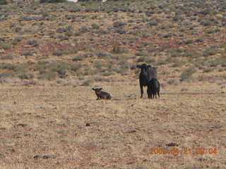 28 6um. Brown's Rim cows