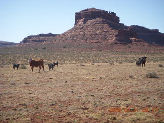 54 6um. Brown's Rim - cows