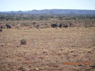 55 6um. Brown's Rim - cows