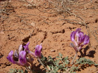 88 6um. Fry Canyon (UT74) - purple flowers