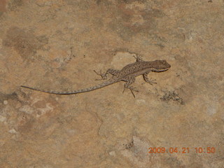 114 6um. Fry Canyon (UT74) - slot canyon area - lizard