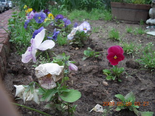 flowers in Philly