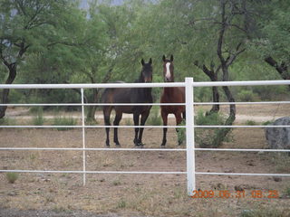 Superior Airport (E81) run - horses
