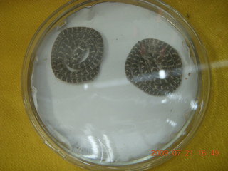 169 6xm. China eclipse - West Lake - tea plantation