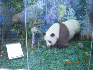 229 6xr. China eclipse - Guilin SevenStar park - panda mockup