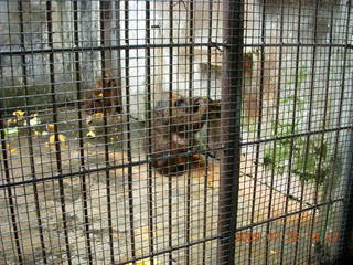 252 6xr. China eclipse - Guilin SevenStar park - monkey zoo