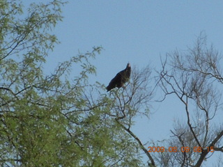 Superior Airport (E81) run - bird in tree