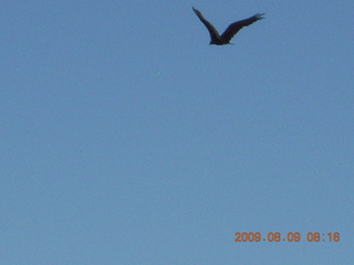 Superior Airport (E81) run - bird in flight