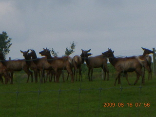 Kevin's place in Welch, Minnesota, run - elk