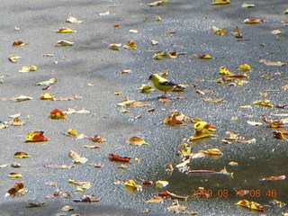 Kevin's place in Welch, Minnesota, run - yellow bird