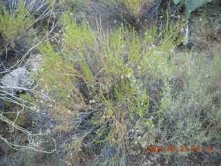 Bagdad Airport (E51) run