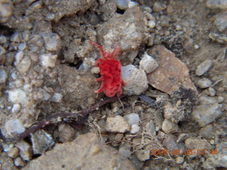 MSC Sunrise trail hike - cute little red spider