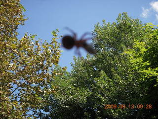 MSC Sunrise trail hike - cute little red spider