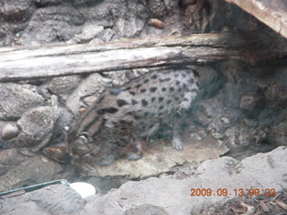 Philadelphia Zoo - bobcat